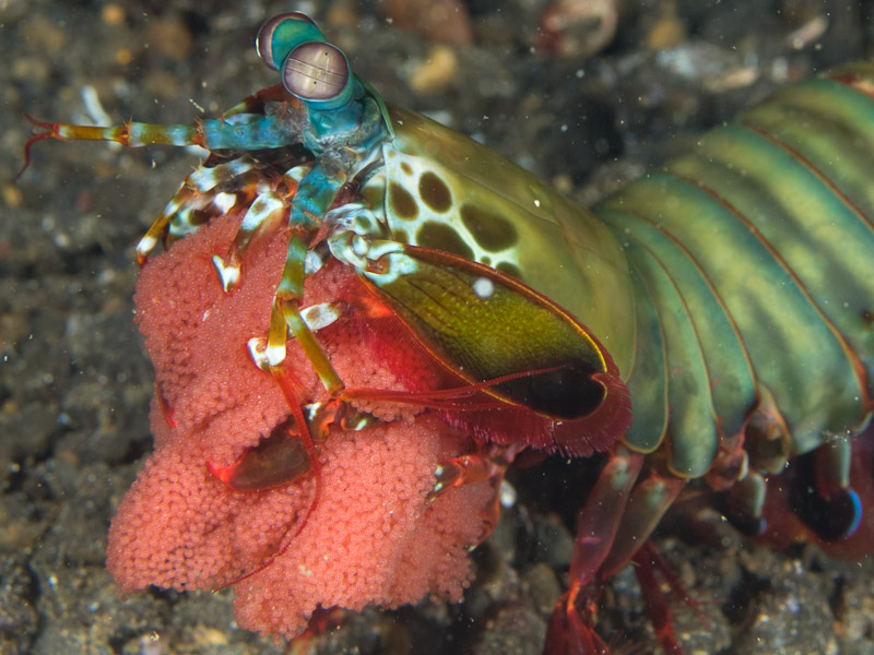 Photo at Police Pier:  Peacock Mantis shrimp
