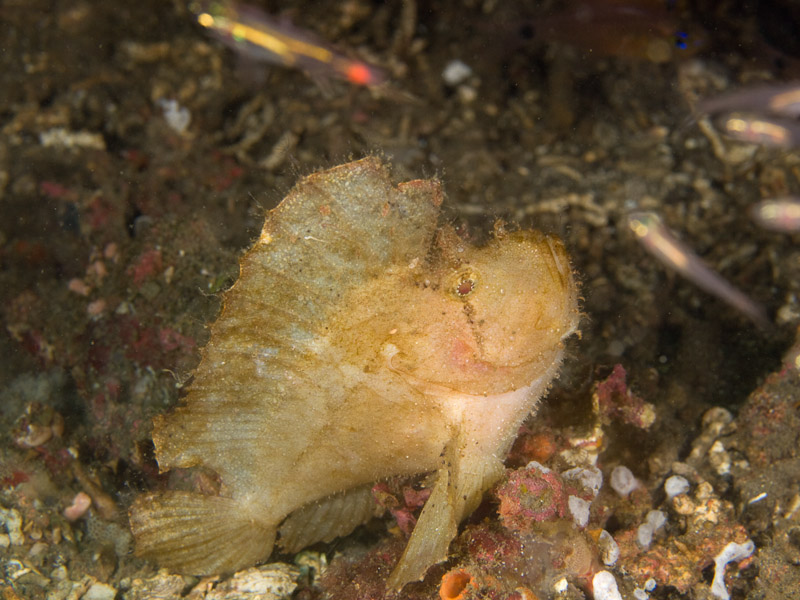 Photo at Magic Crack:  Leaf scorpionfish