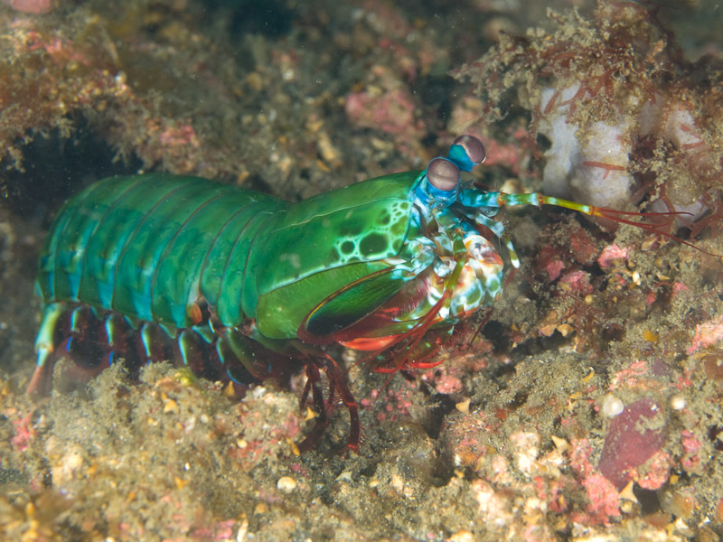Photo at Magic Crack:  Peacock Mantis shrimp
