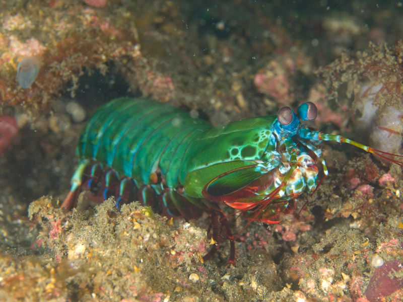 Photo at Magic Crack:  Peacock Mantis shrimp