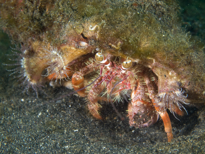 Photo at Magic Crack:  Hermit crab