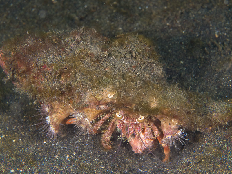 Photo at Magic Crack:  Hermit crab
