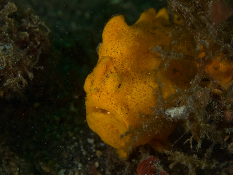 Photo at Magic Crack:  Commerson's frogfish