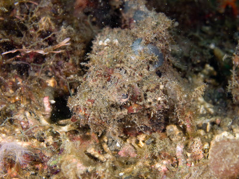 Photo at Magic Crack:  Raggy scorpionfish