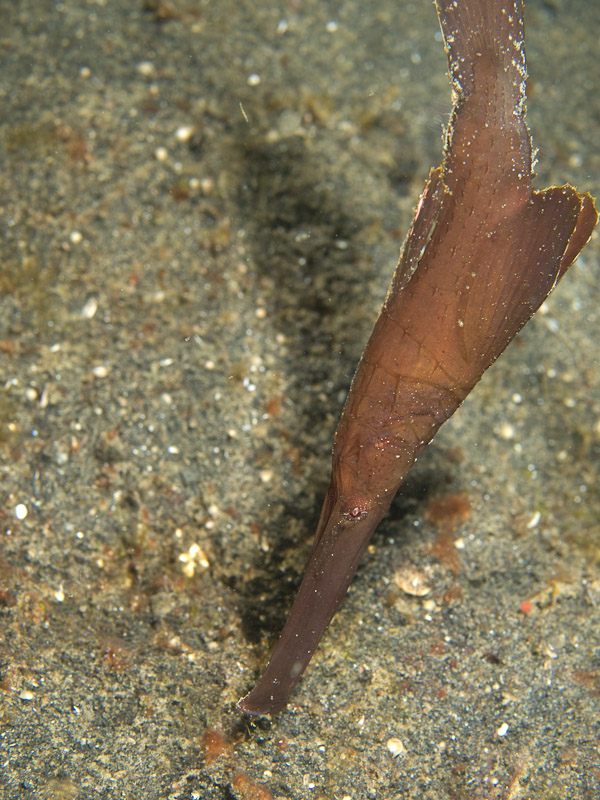 Photo at Teluk Kembulah III:  Ghost pipefish
