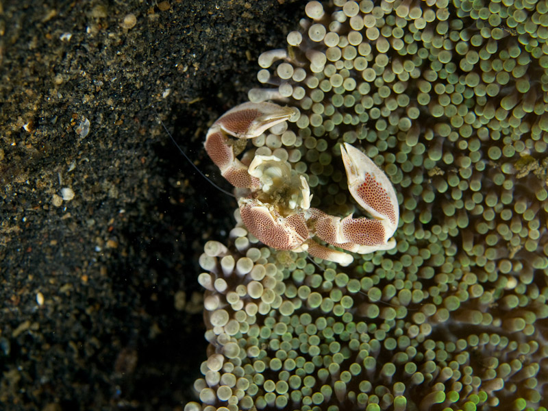 Photo at Teluk Kembulah III:  Porcelain crab
