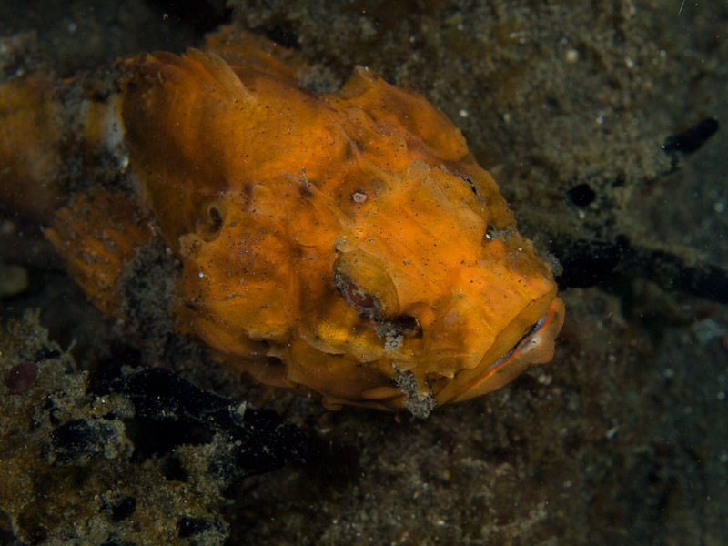 Photo at Teluk Kembulah III:  Flasher scorpionfish