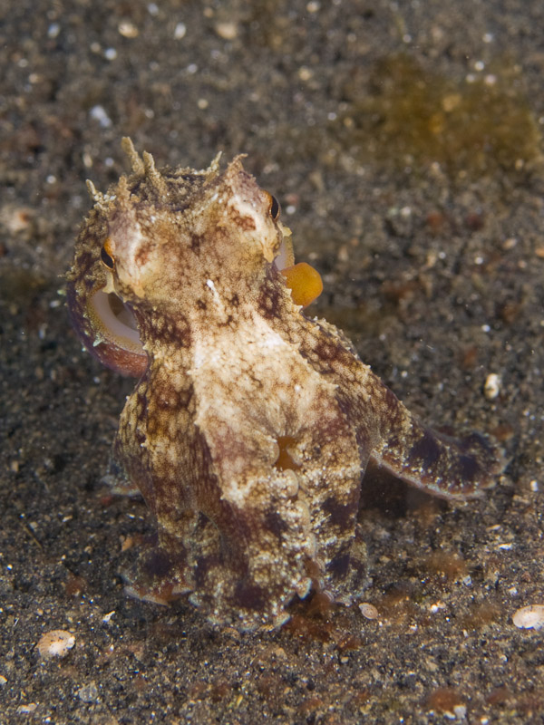 Photo at Teluk Kembulah III:  Marginated octopus