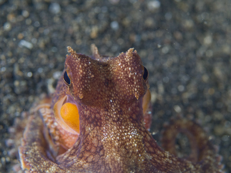 Photo at Teluk Kembulah III:  Marginated octopus