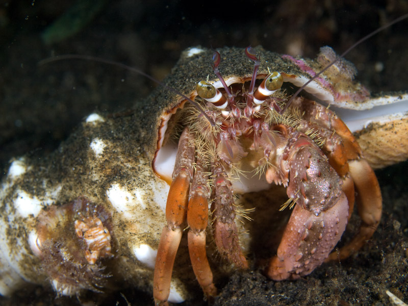Photo at Teluk Kembulah III:  Hermit crab