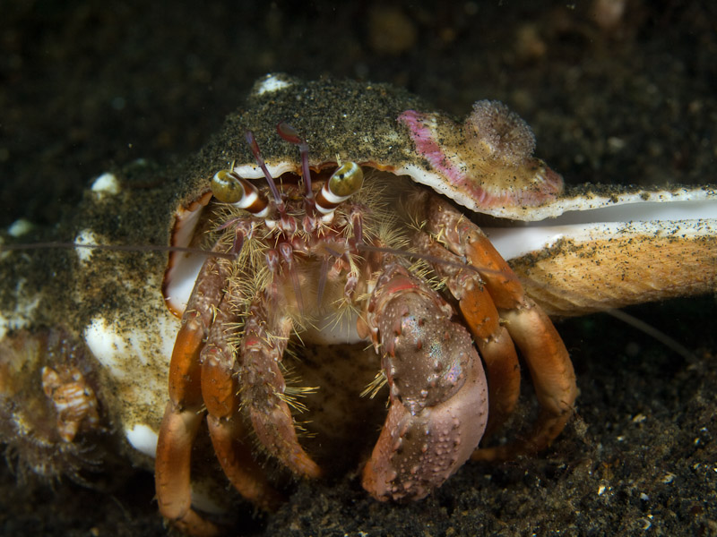 Photo at Teluk Kembulah III:  Hermit crab