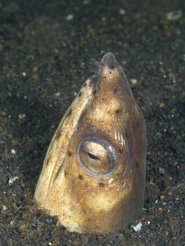 Photo at Teluk Kembulah III:  Highfin snake eel