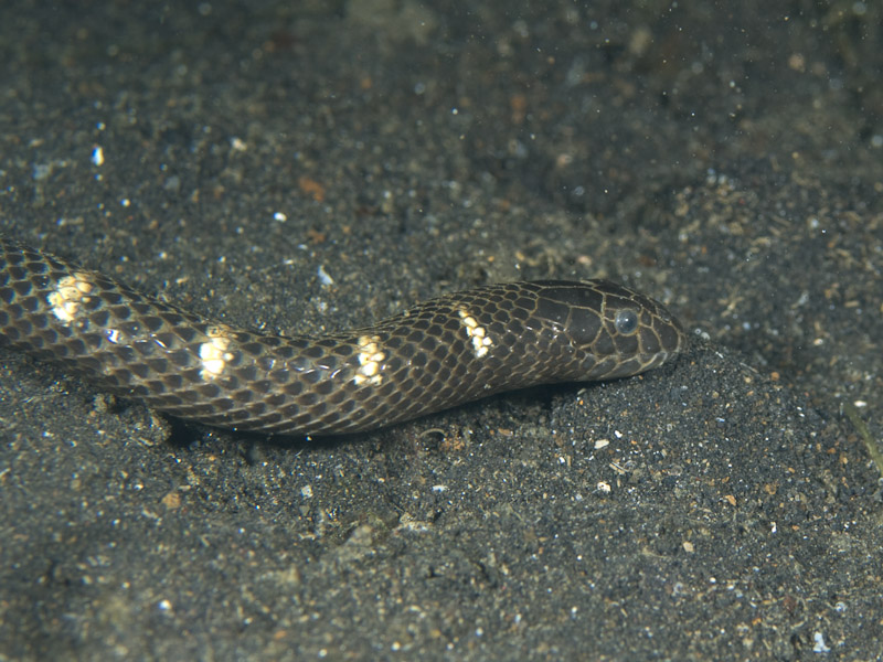 Photo at Teluk Kembulah III:  Snake !