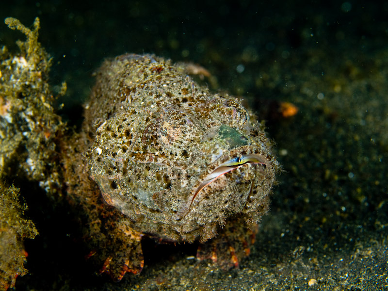 Photo at Teluk Kembulah III:  False stonefish