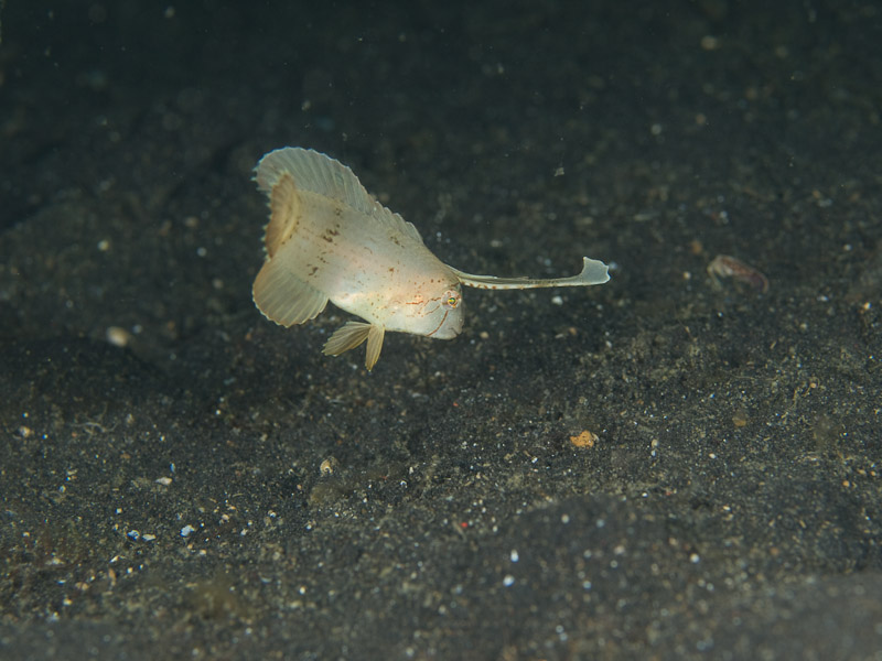 Photo at Teluk Kembulah III:  Razorfish