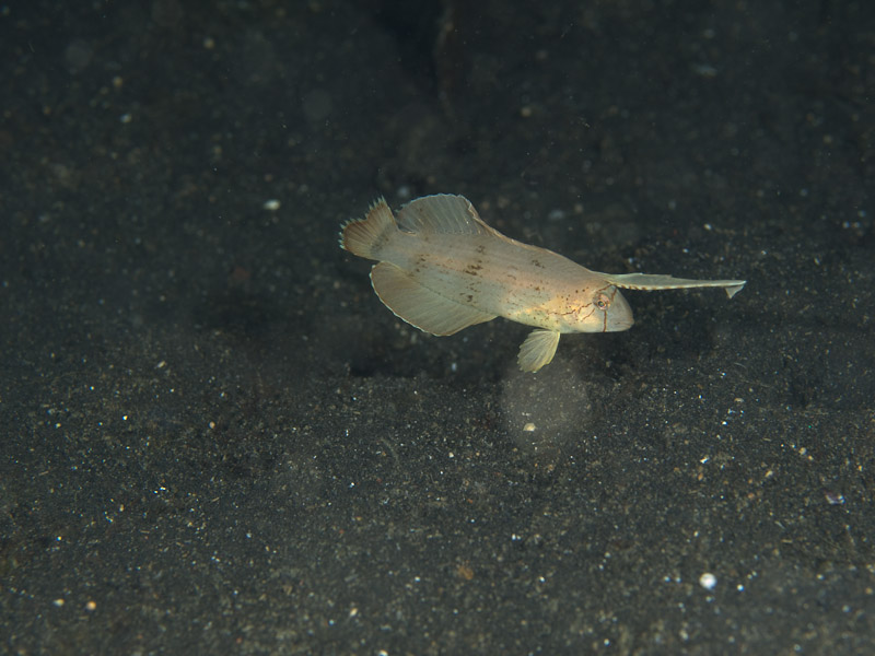 Photo at Teluk Kembulah III:  Razorfish