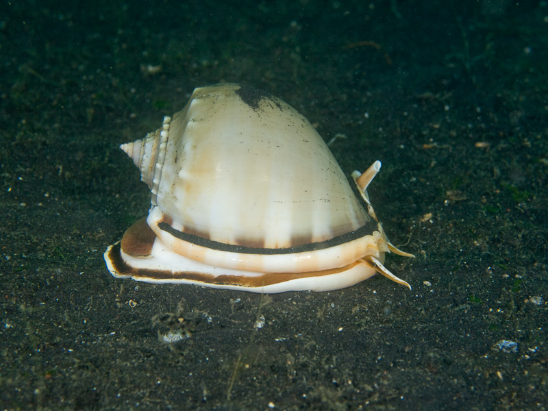 Photo at Teluk Kembulah III:  Tun-shell