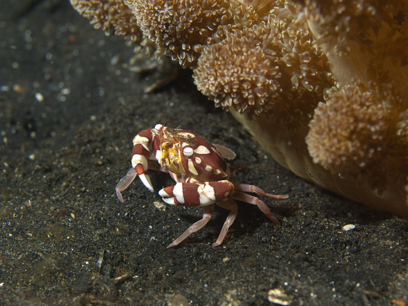 Photo at Teluk Kembulah III:  Swimming crab