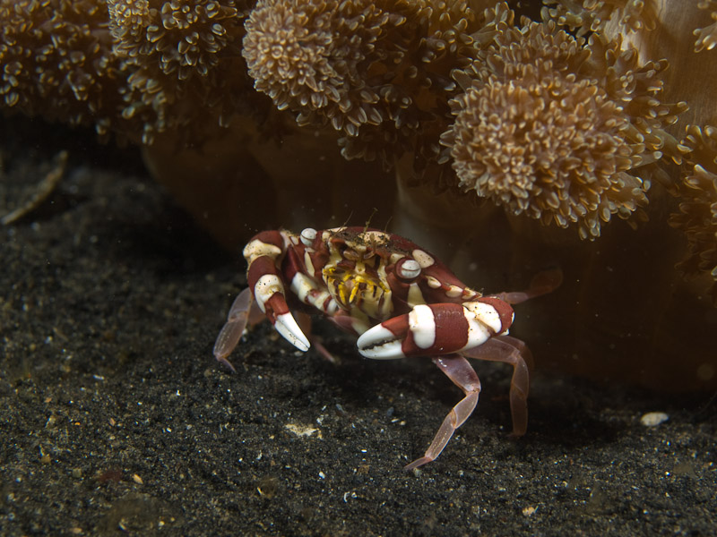 Photo at Teluk Kembulah III:  Swimming crab