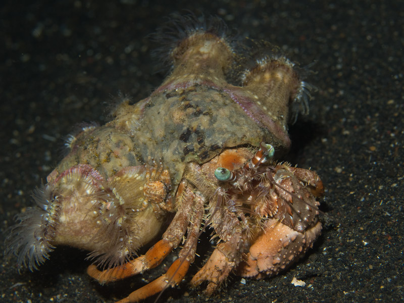 Photo at Jahir II:  Hermit crab