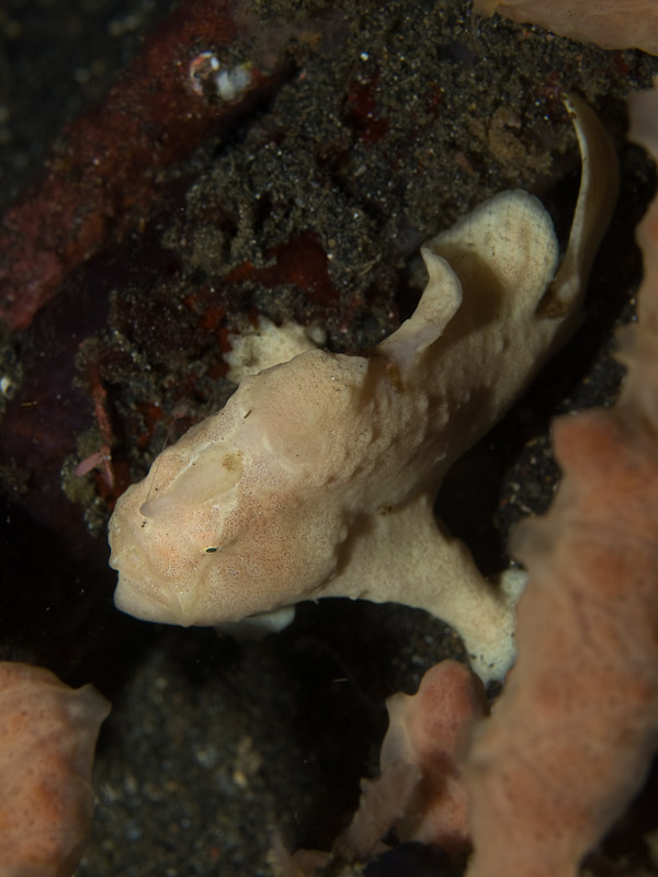 Photo at Jahir II:  Commerson's frogfish
