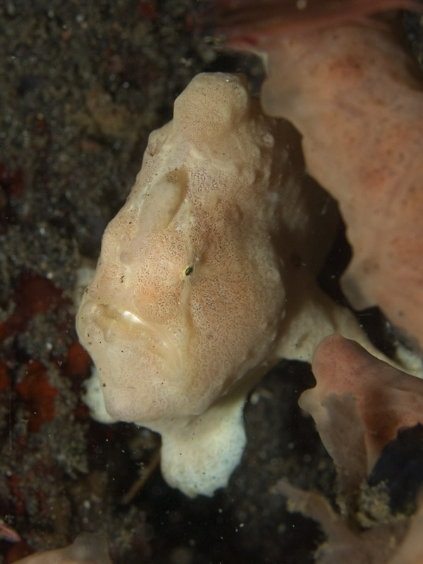 Photo at Jahir II:  Commerson's frogfish