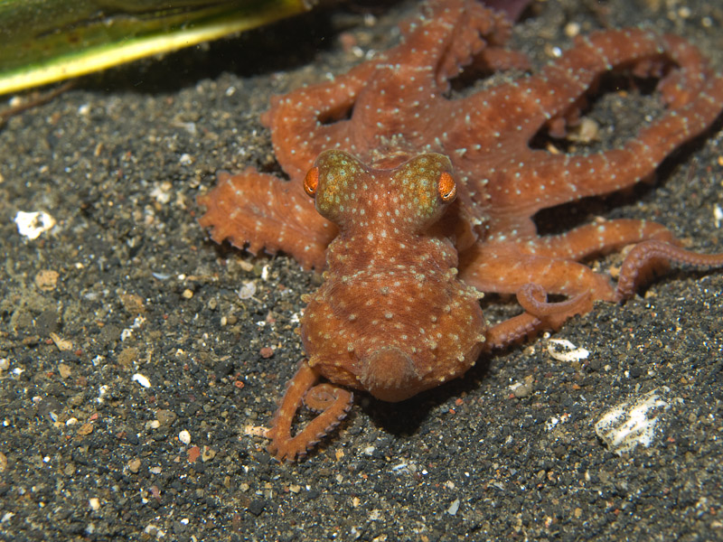 Photo at Jahir II:  Starry night Octopus