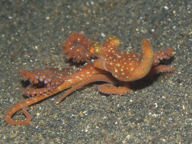 Photo at Jahir II:  Starry night Octopus