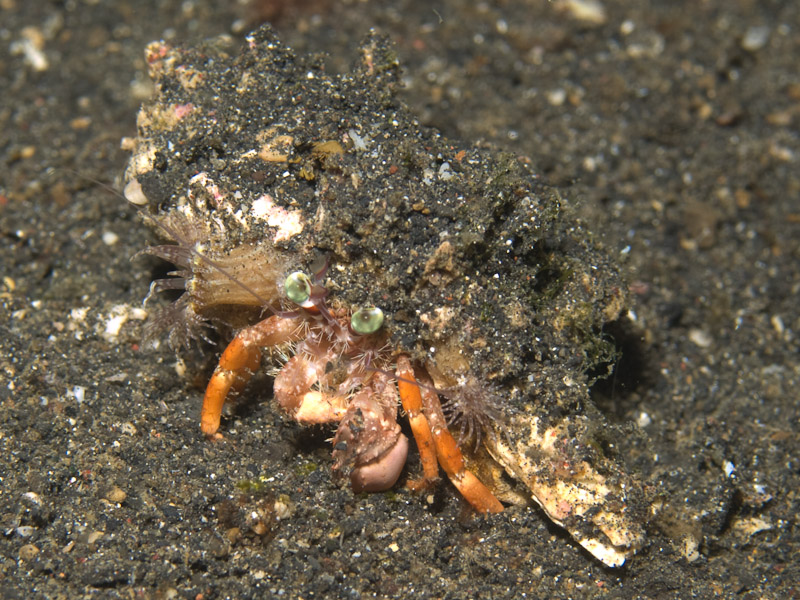 Photo at Jahir II:  Hermit crab