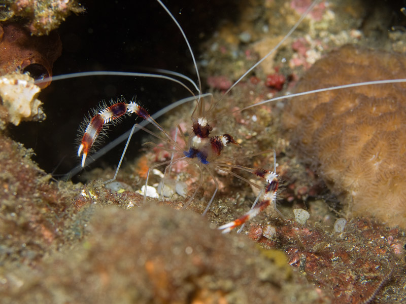 Photo at Jahir II:  Banded boxer shrimp