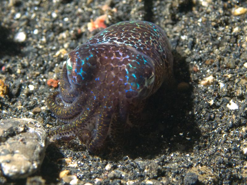 Photo at Jahir II:  Berry's Bobtail Squid