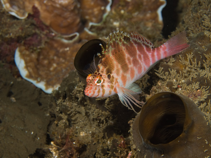 Photo at KBR House Reef:  Dwarf hawkfish