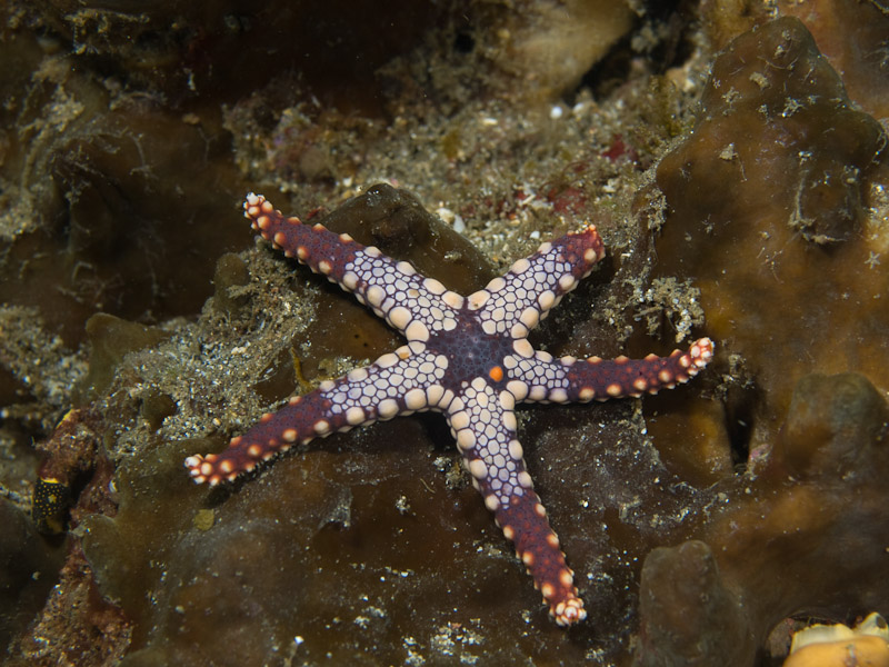 Photo at KBR House Reef:  Necklace Sea Star