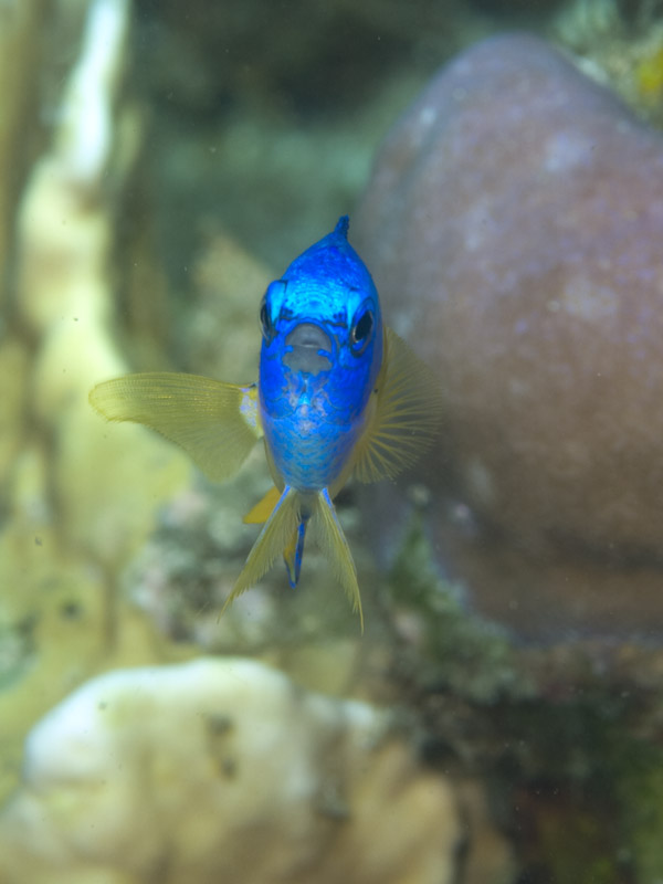 Photo at KBR House Reef:  Goldbelly damsel