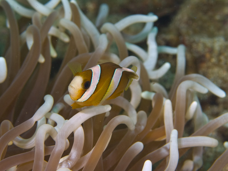 Photo at KBR House Reef:  Yellowtail clownfish