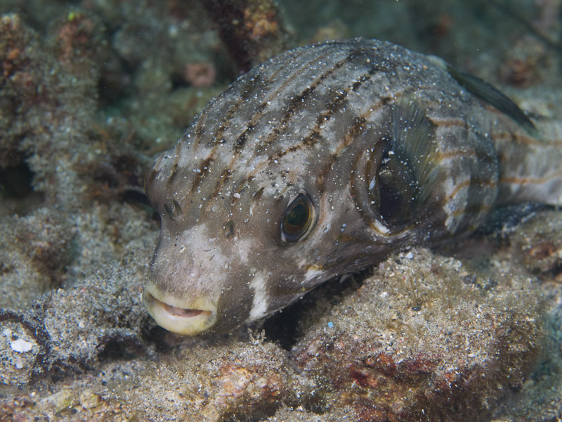 Photo at KBR House Reef:  Narrow-lined puffer
