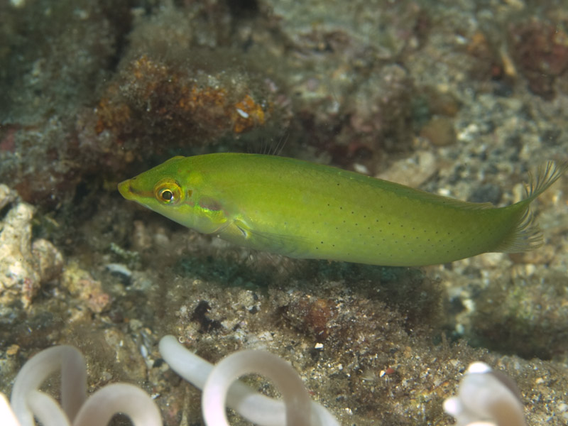 Photo at KBR House Reef:  Cutribbon wrasse