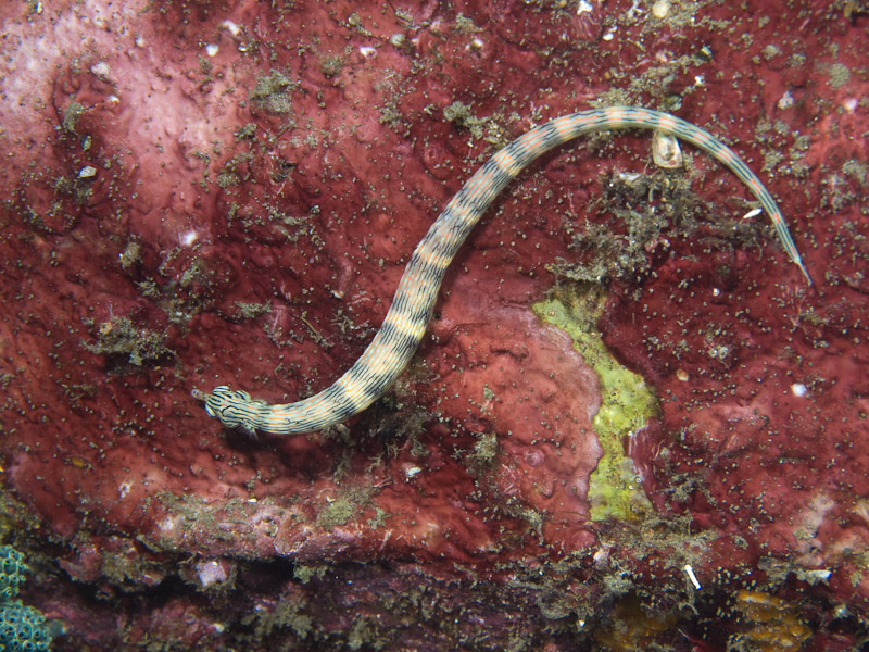 Photo at KBR House Reef:  Network pipefish