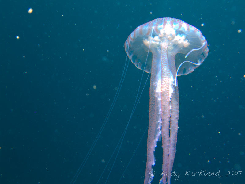 Photo at Um-El-Faroud:  Luminescent jellyfish
