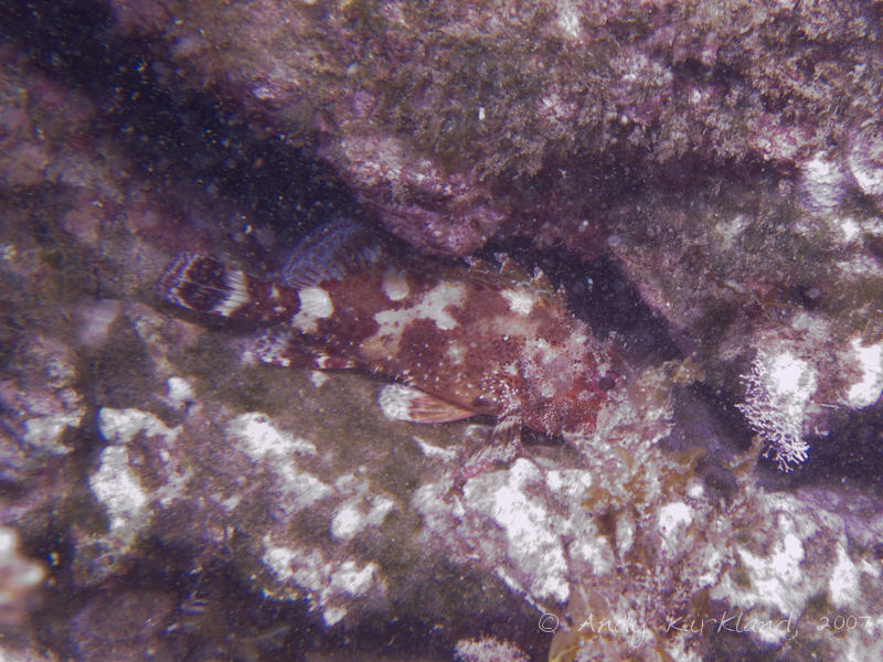 Photo at No 10 & St. Michael's, Marsakala:  Largescaled scorpionfish