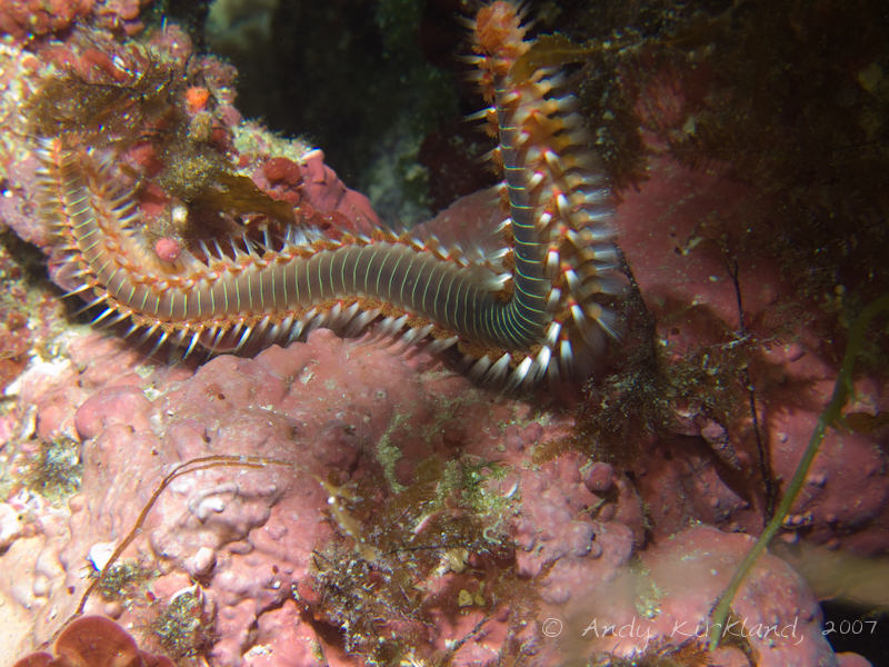 Photo at Reqqa Point:  Bearded fireworm