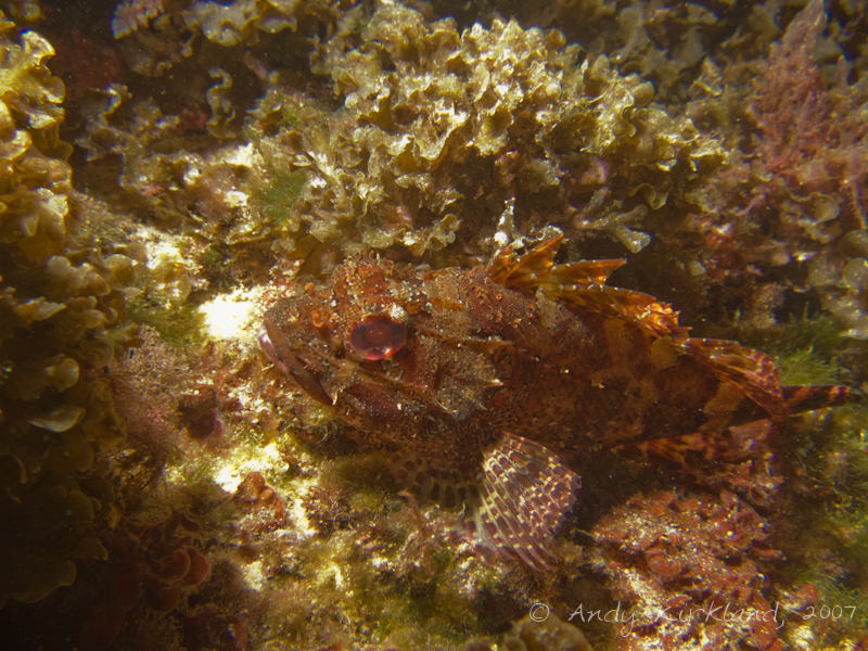 Photo at Popeye Village:  Largescaled scorpionfish