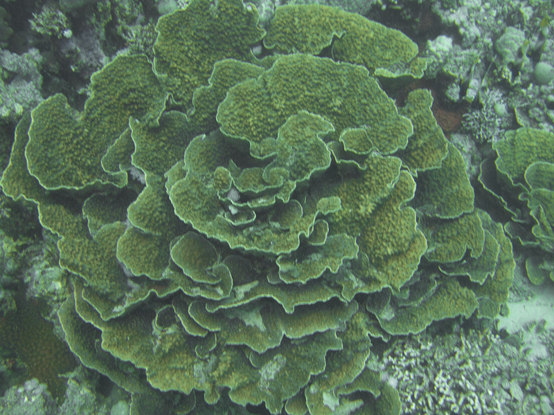 Photo at Ras El Torfa:  Salad Coral