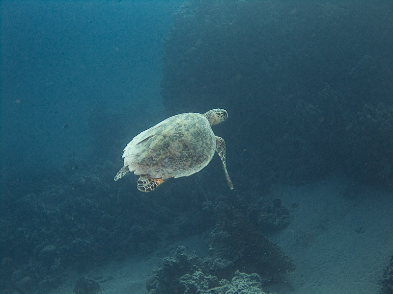 Photo at Ras El Torfa:  Hawksbill Turtle
