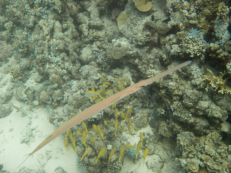 Photo at Marsa Abu Dabab - Reef:  Bluespotted cornetfish