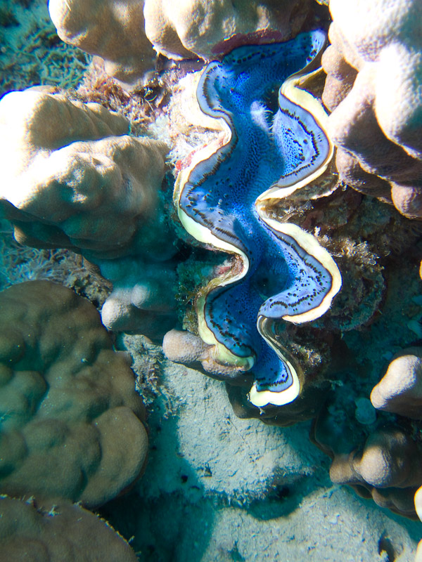 Photo at Marsa Abu Dabab - Reef: 