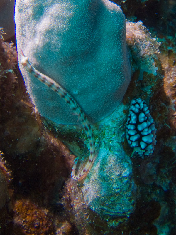 Photo at Marsa Abu Dabab - Reef:  Network pipefish,Pustulose wart slug