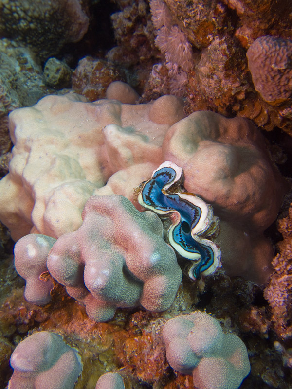 Photo at Marsa Abu Dabab - Reef: 