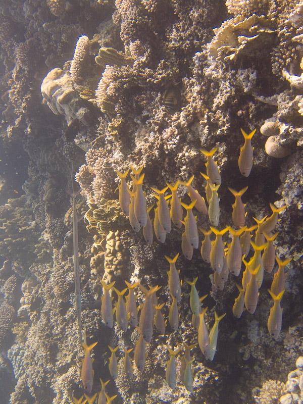 Photo at Marsa Abu Dabab - Reef:  Yellowfin goatfish