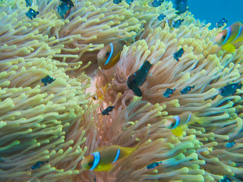 Photo at Sha'ab Samadai:  Twoband anemonefish
